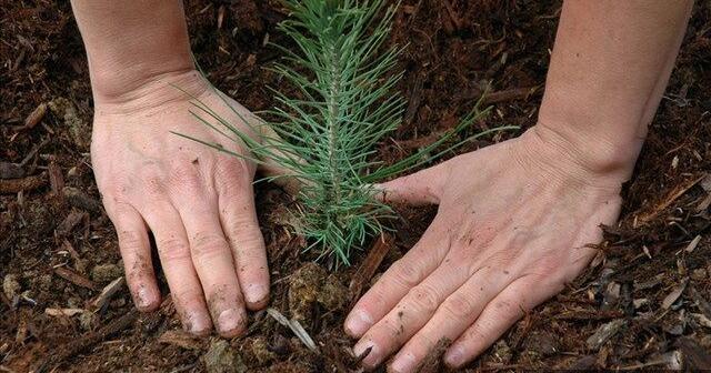 Applications to open for Rooted in Cheyenne 2025 fall planting