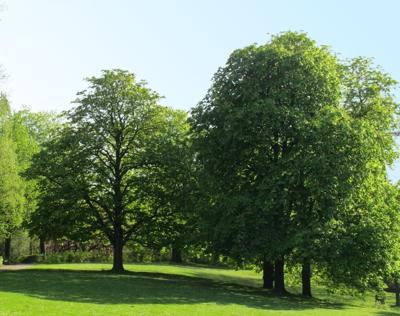 Trees