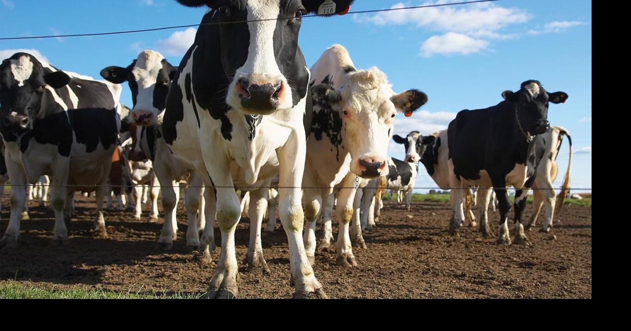 Cattle prices push Nebraska farm income higher in 2025