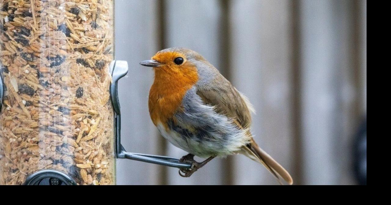 Most commonly seen birds in Wyoming