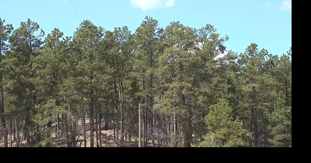 Medicine Bow and Routt National Forests to begin annual slash pile burning