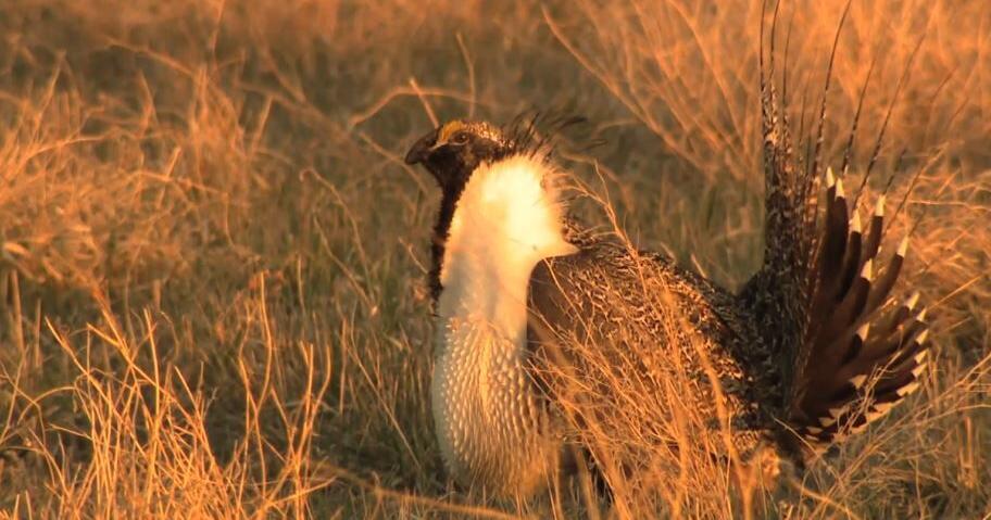 Governor Gordon applauds BLM Sage-Grouse plan for Wyoming