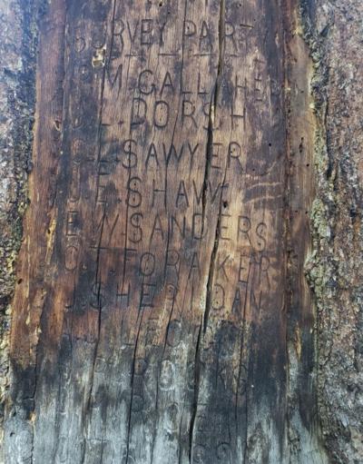 YNP historic tree