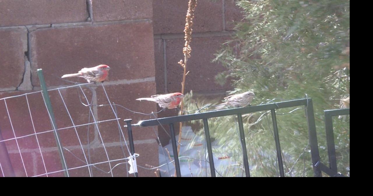 AARP Wyoming adds birdwatching to "healthy fun" list: "It's a little bit like gambling"