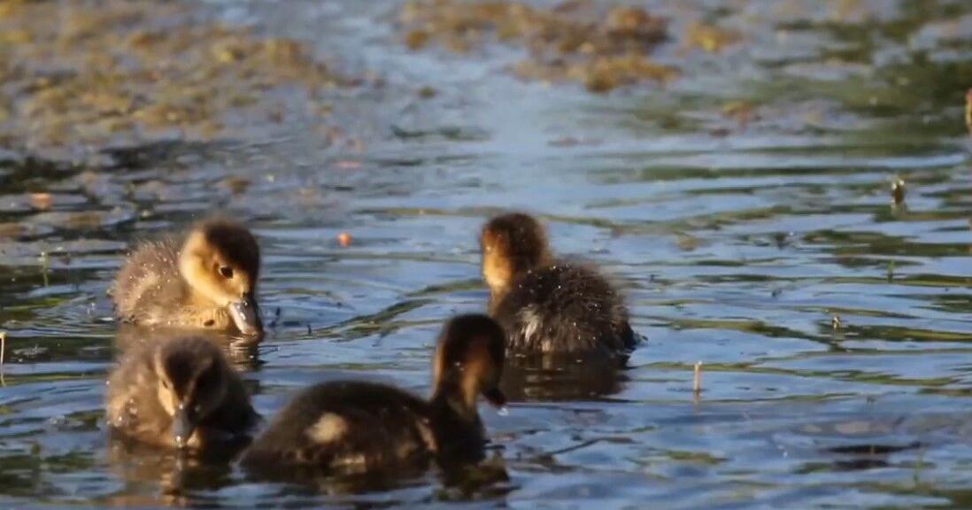 Wyoming Game and Fish reminds the public to leave newborn wildlife alone