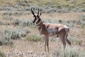 WGFD Antelope