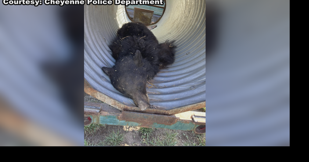 Cheyenne bear safely relocated to Snowy Range Mountains