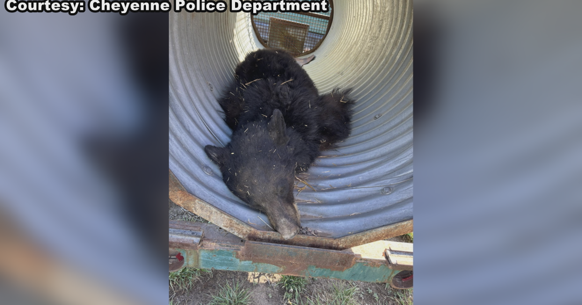 Cheyenne bear safely relocated to Snow Range Mountains | News ...
