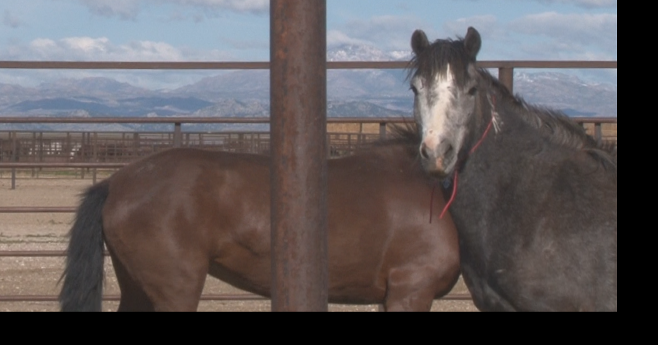 Wyoming BLM Horse & Burro Adoption