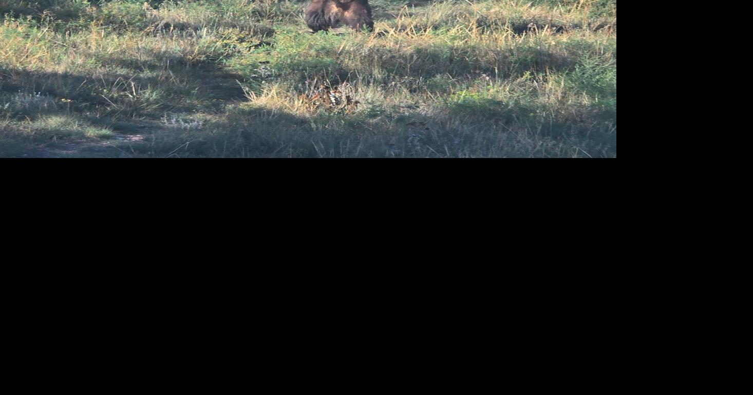Bear makes appearance at Cheyenne driver's license office