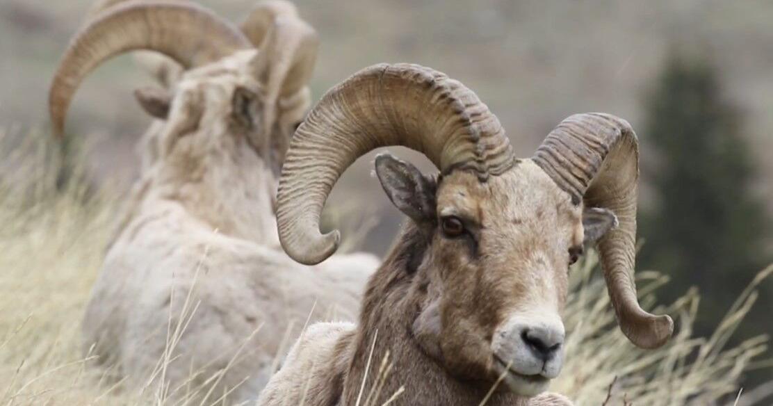 Wyoming Super Tag Raffle deadline approaching