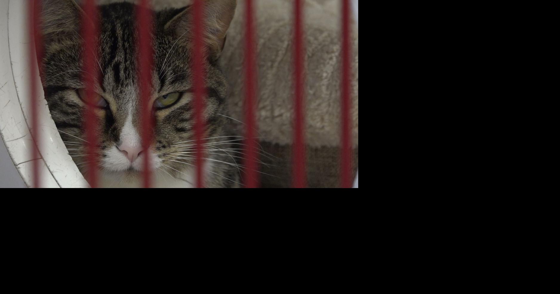 Local Law Enforcement to Take Over Animal Control Duties Starting Sep ...