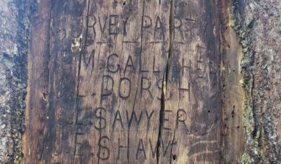 Momentum builds to save tree ‘Yellowstone Forest Reserve’ surveyors inscribed 132 years ago