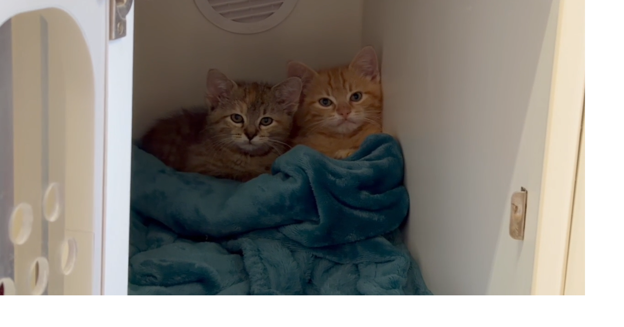 Kitten season sees higher-than-normal influx