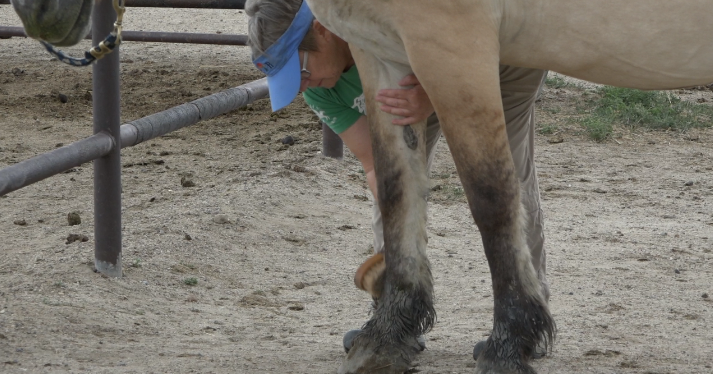 Equine Assisted Therapy: How Horse Help Humans Heal