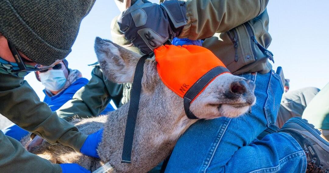 Every winter Wyoming Game and Fish captures wildlife for ongoing research