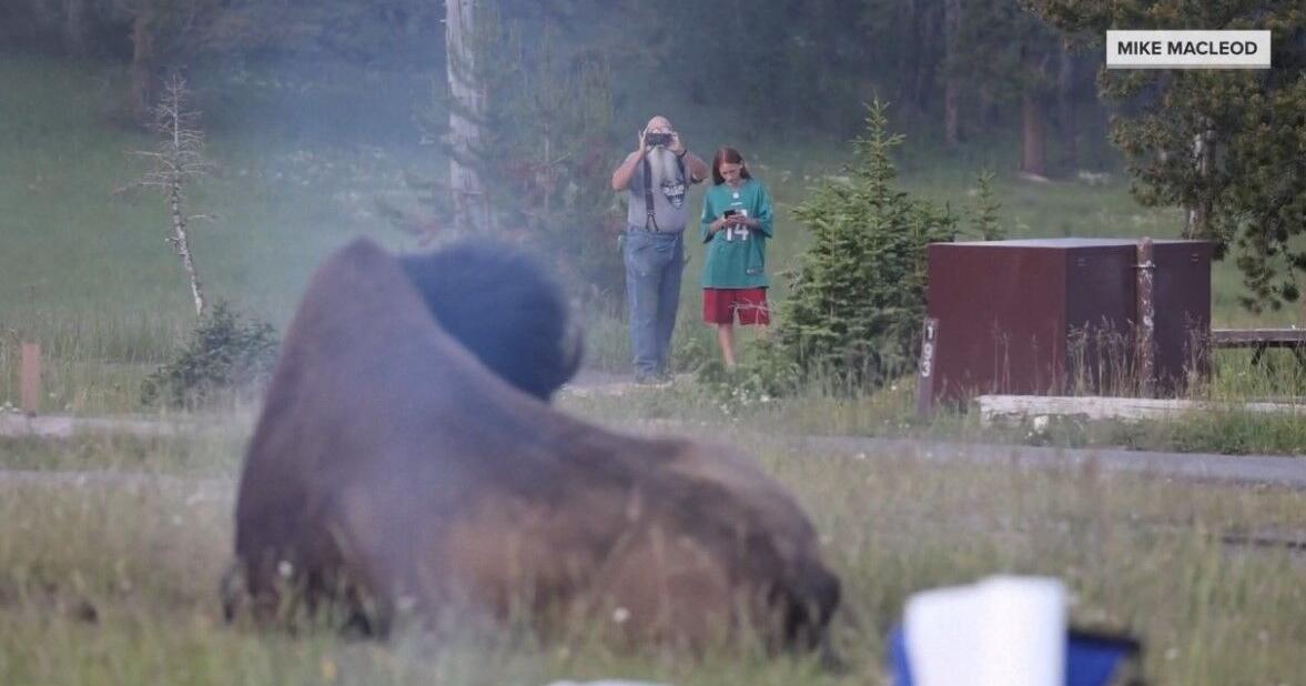 Wildlife photographer recounts chaotic wild Bison attack at Yellow Stone National Park