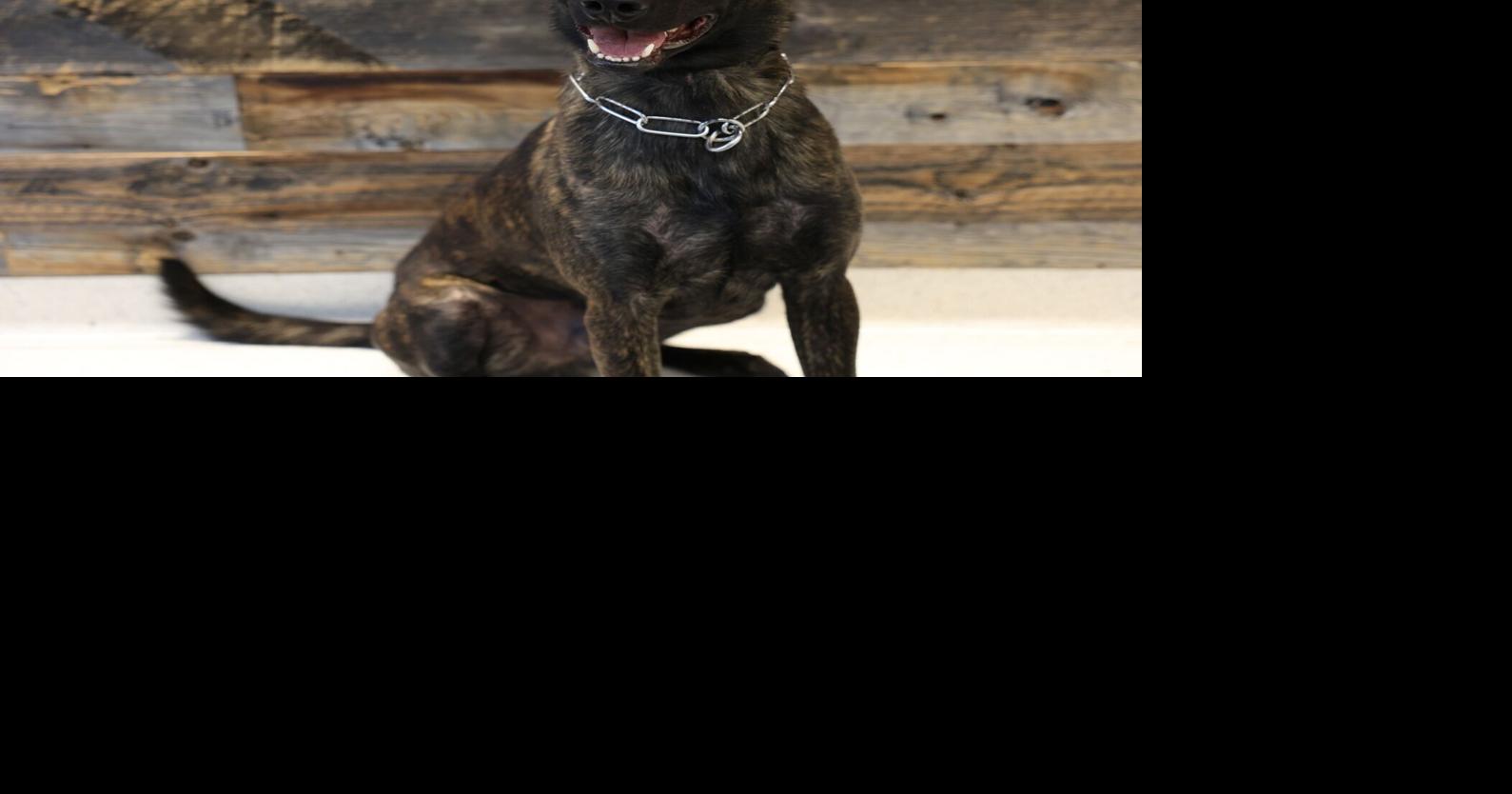 Cheyenne Police Department's K9 gets donated body armor