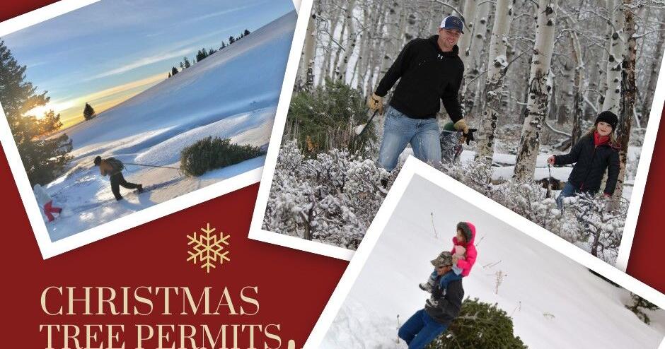 BLM Christmas tree permits available in Wyoming