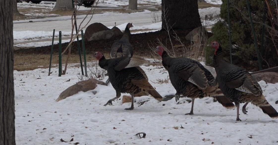 Wyoming Game and Fish Department trapping and relocating troublesome turkeys in Casper
