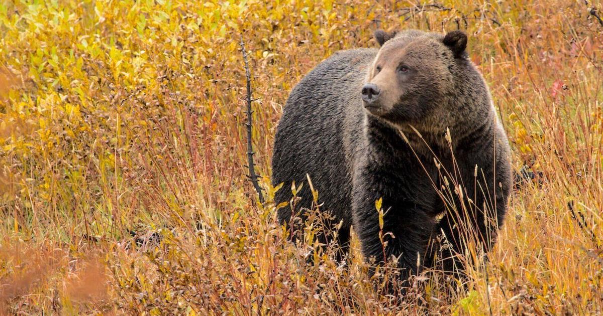 Rep. Hageman's bill to remove grizzlies from endangered species list advances