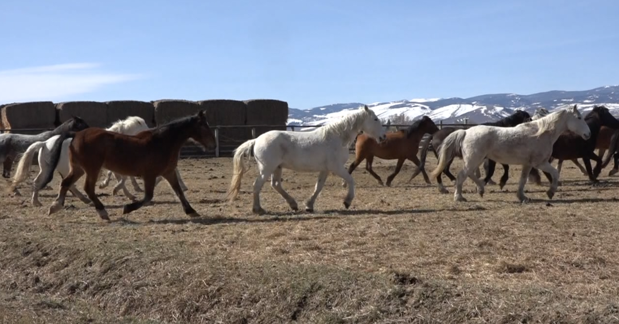 BLM seeks public input on Red Desert Wild Horse management | News ...