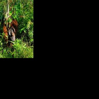 US demand for RVs fuels deforestation on Indonesia's Borneo: NGOs