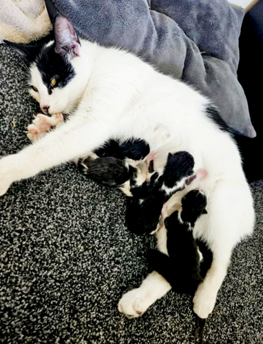 Animal charity warns pet hoarders driving rise in cats needing homes ...