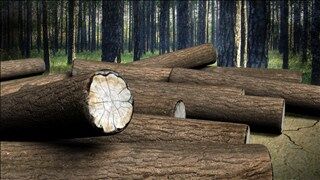 Logging10