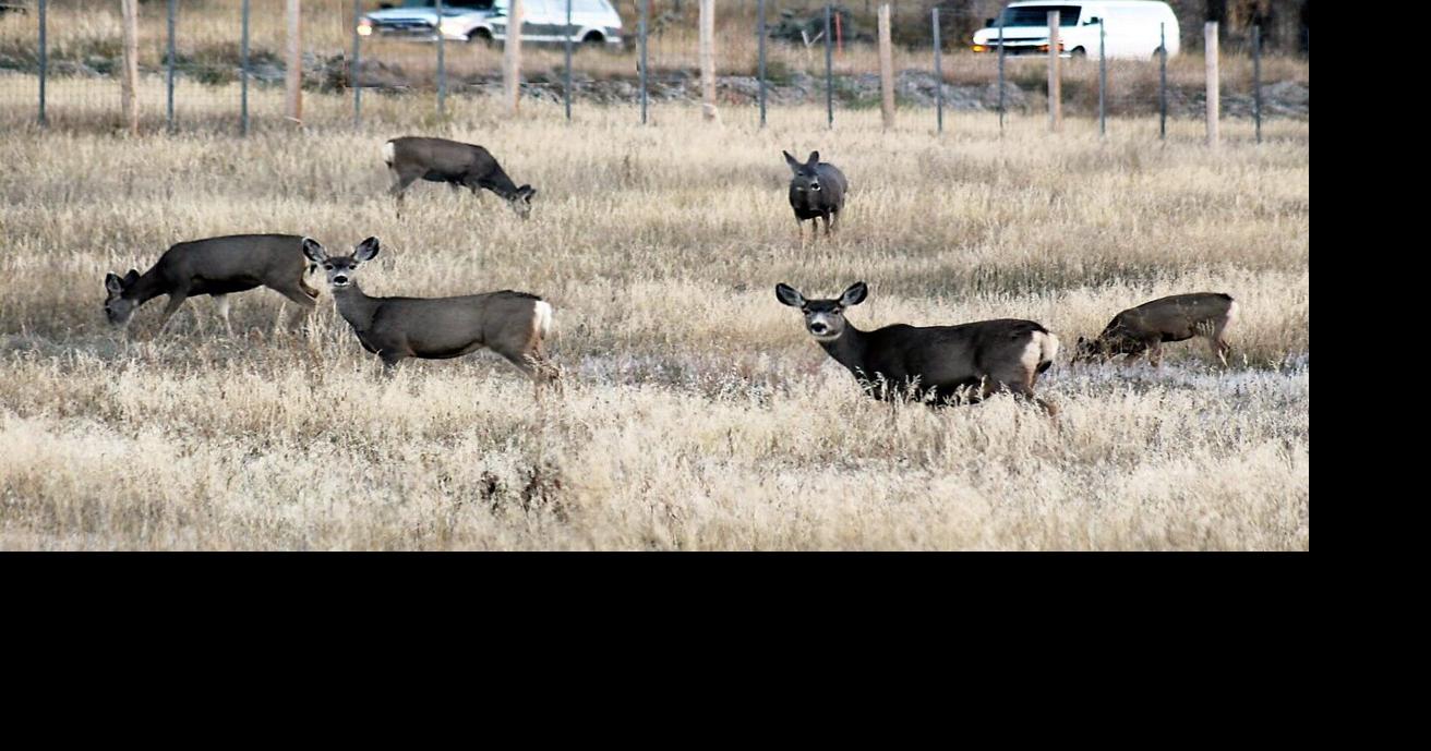 Wyoming Wildlife 2025 photo contest