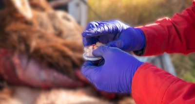 CWD Found in a Casper Area Cow Elk | News | wyotoday.com