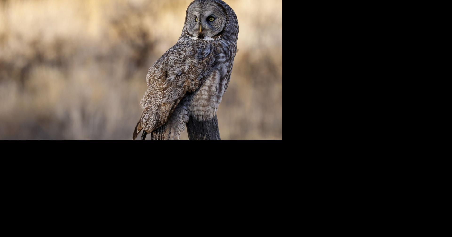 Take it slow to protect Great Gray Owls