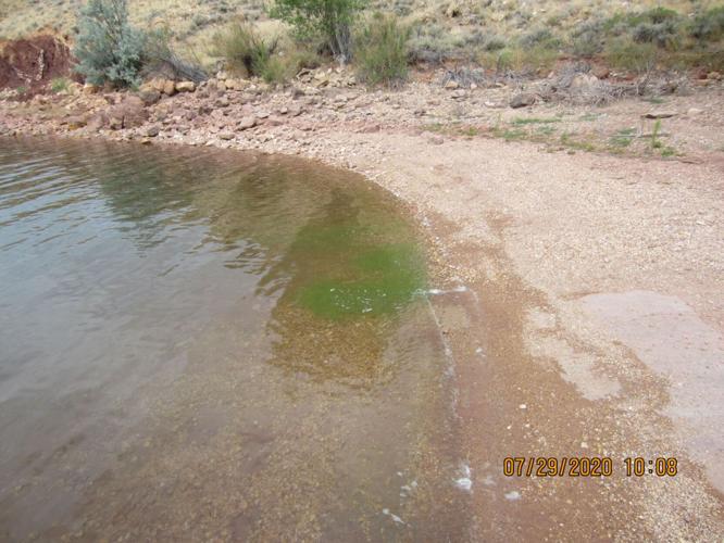 Harmful Algae Blooms Still around despite cooler weather Community