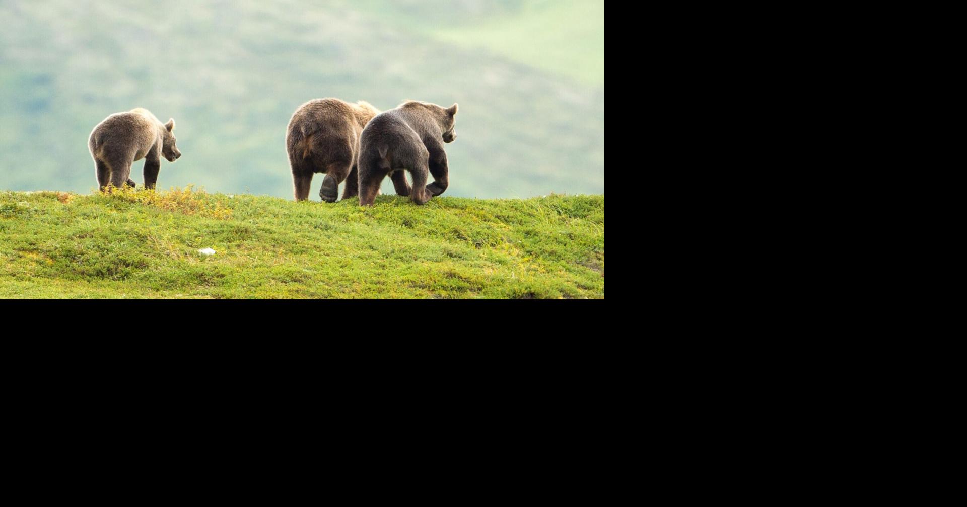 Feds tap states for grizzly management