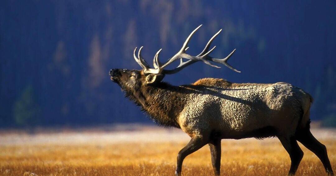 Senate shoots down ‘landowner’ hunting tag bills