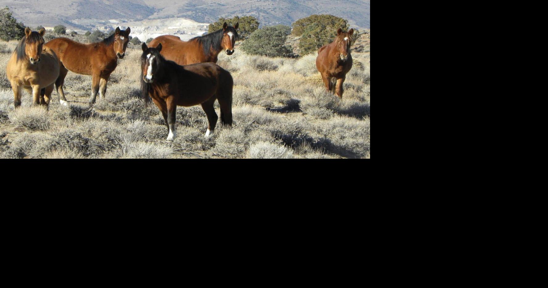 Research finds wild horses in the West can adapt their diets