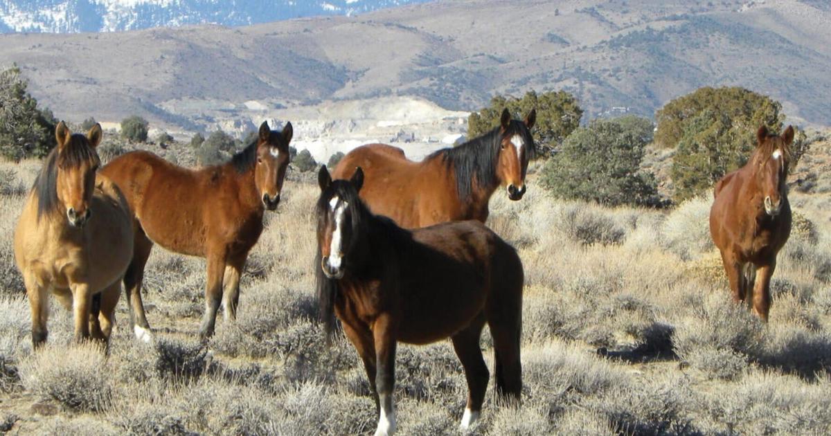 Research finds wild horses in the West can adapt their diets