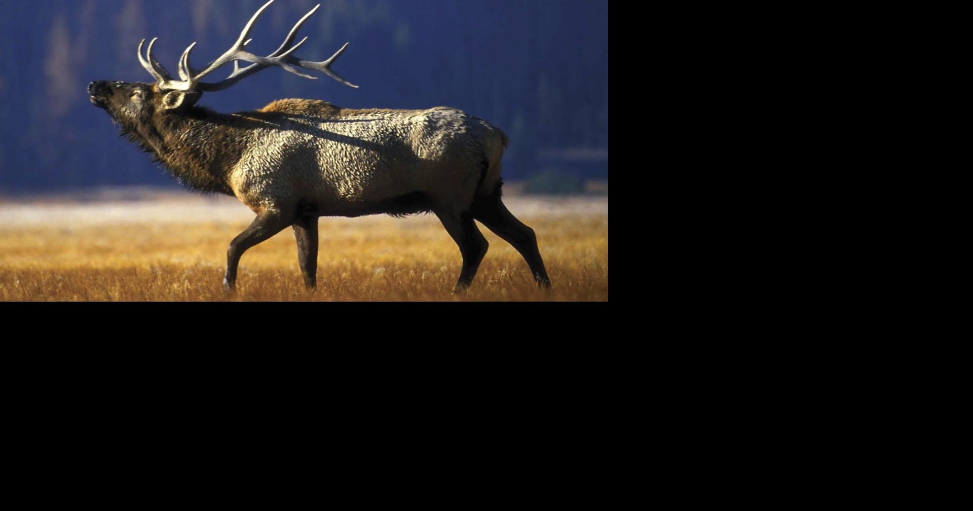 A step toward pay-for-play hunting