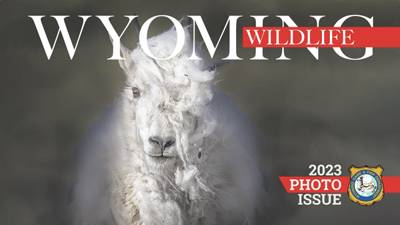 Wyoming Wildlife Photo Contest Winners Announced State News