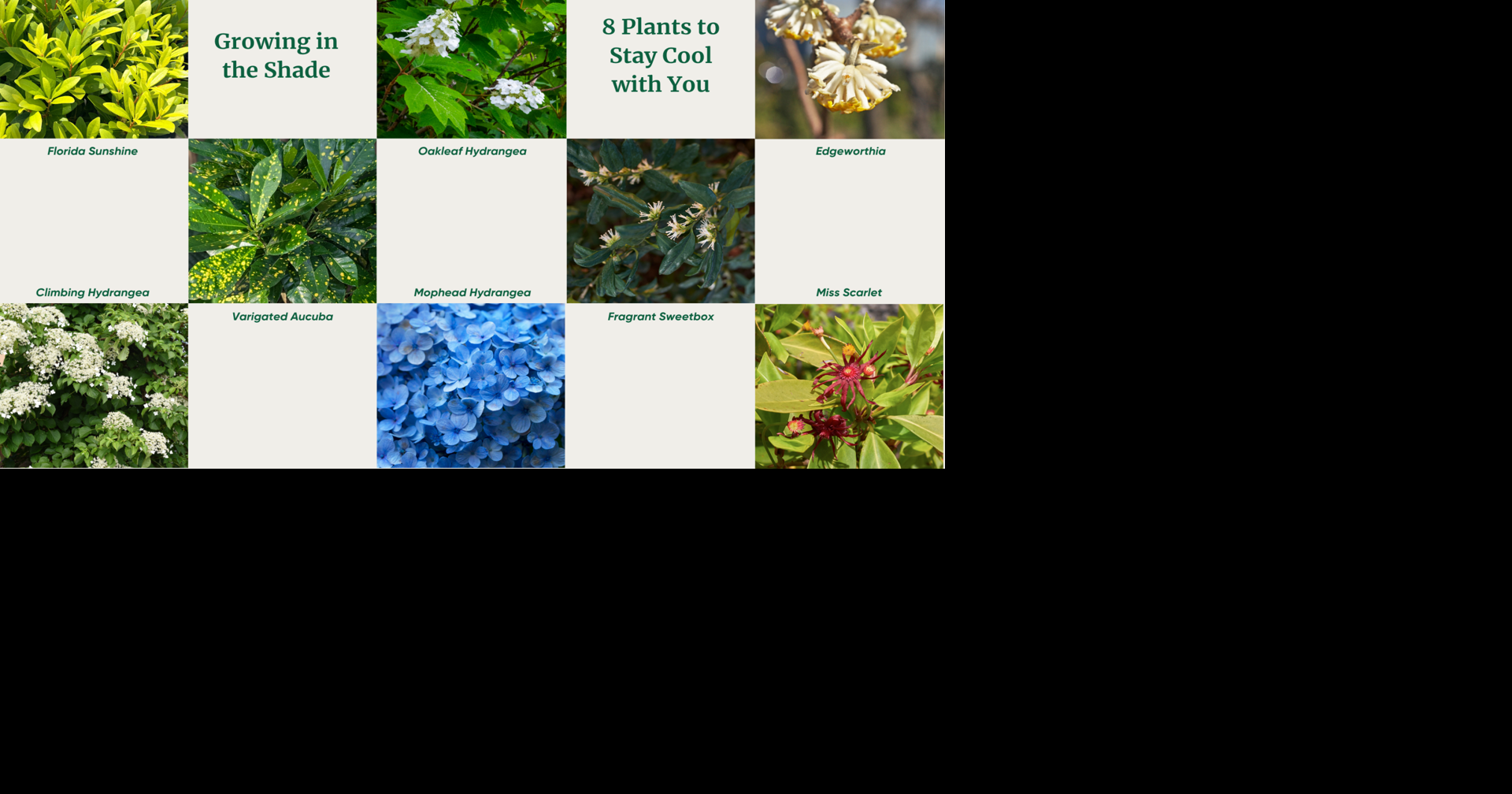 Tips from Mitchell's Nursery: Growing in the shade - Eight plants to stay cool with you