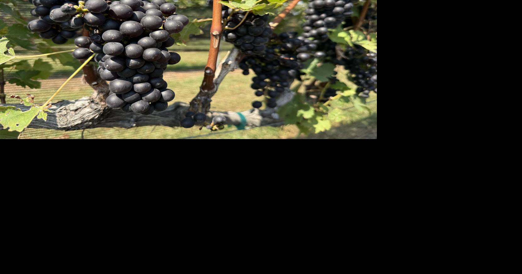 Jonesville winery nominated for 'American Winery of the Year' by Wine Enthusiast