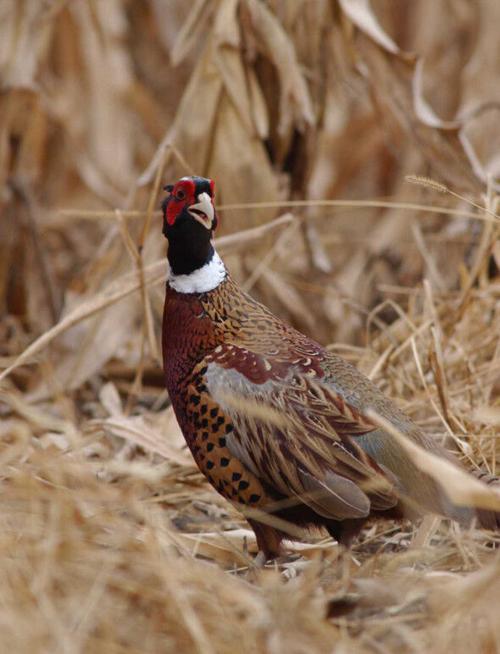 Of The Outdoors Pheasant Numbers Up For Season Outdoors Yankton Net