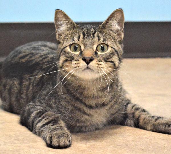 Pets Available Community