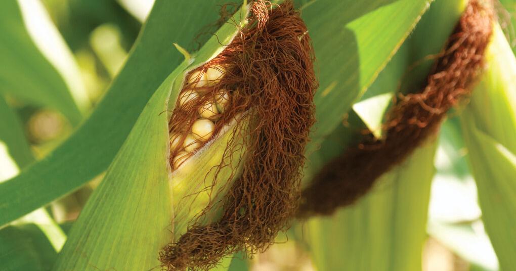 USDA Reminds South Dakota Producers to File Crop Acreage Reports