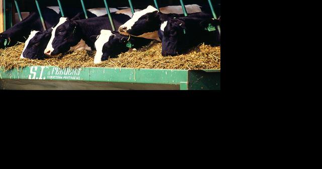 Feds To Require Bird Flu Tests Of Dairy Cattle Before Transport - Vimarsana News