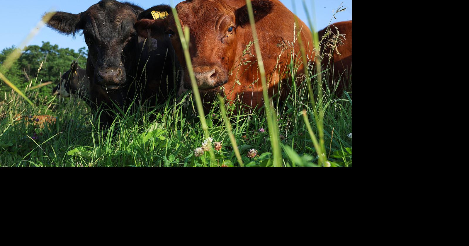 Why Is Beef So Expensive? And Can Consumers Expect Lower Prices Anytime Soon? ‘It’s Got To Get Worse Before It Ge...