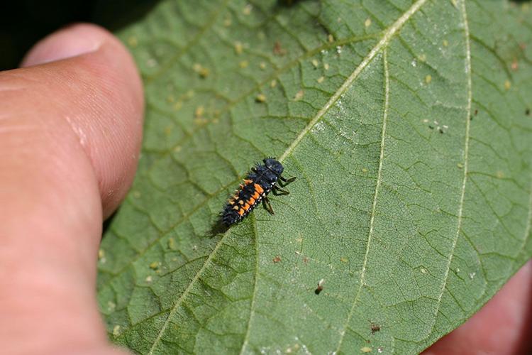 Reap The Value Of Beneficial Insects Through Soil Health ...