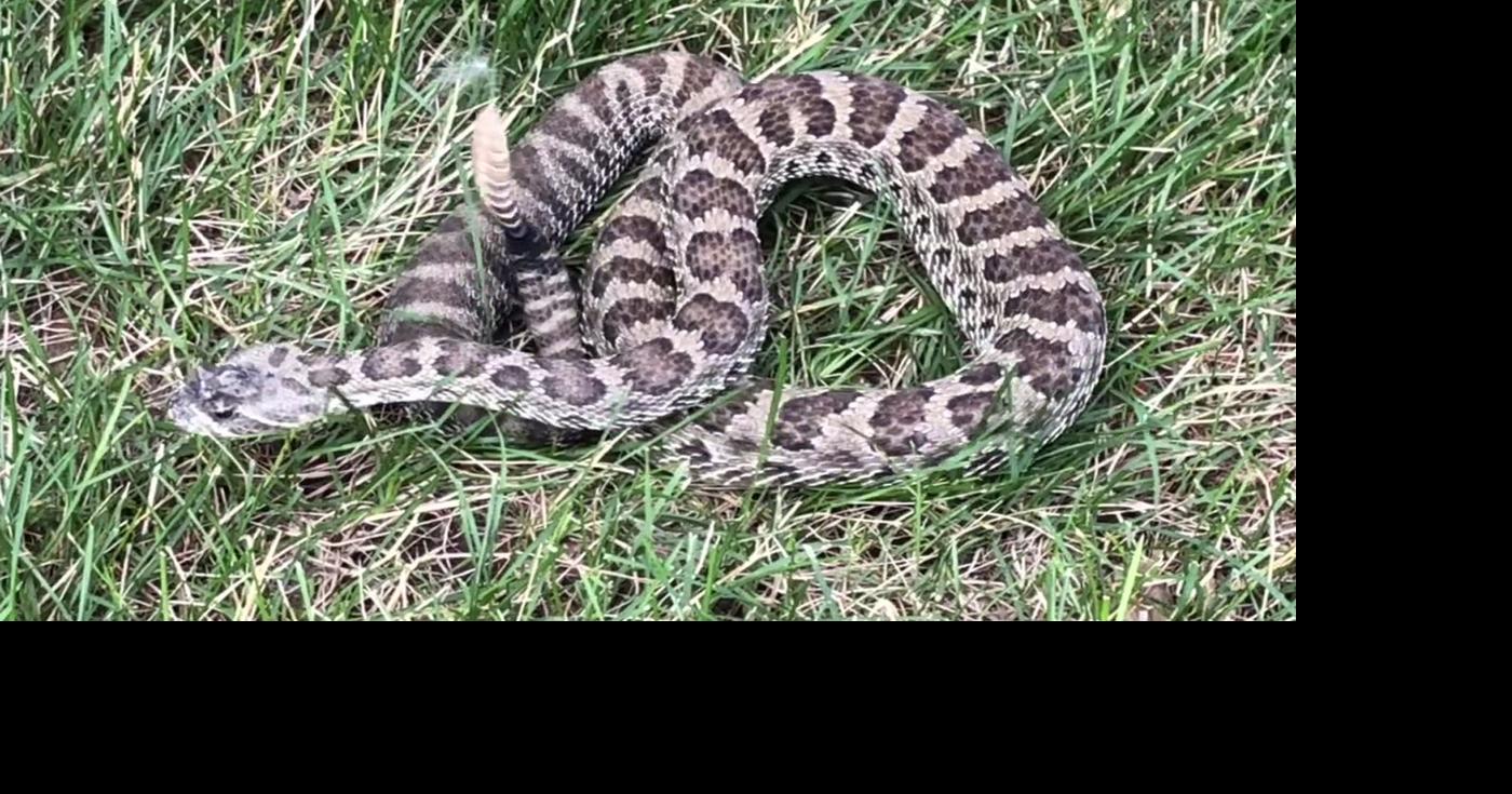 Worst nightmare': Arizona woman finds 3-foot-long snake in her toilet