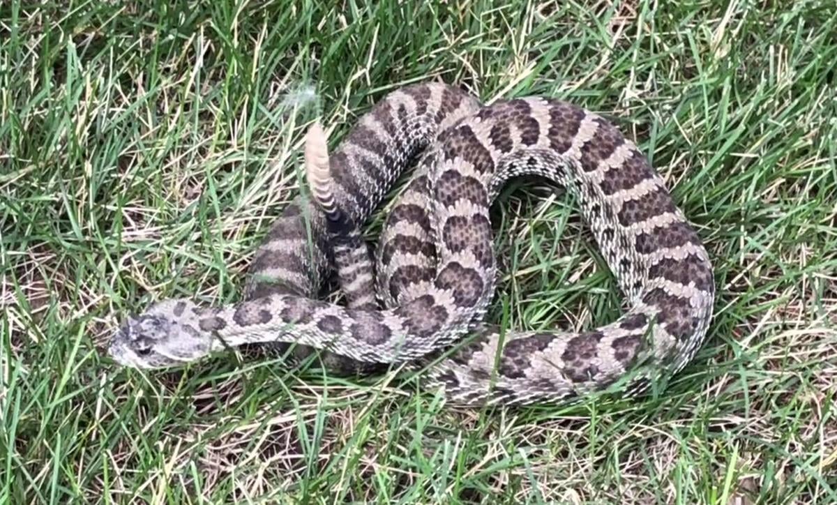 Snake in toilet leads to discovery of two dozen more for West Texas family