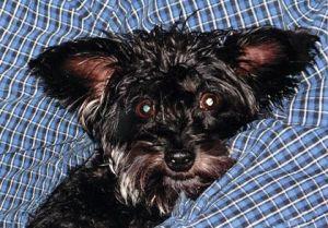 Close Call For Yankton Pet Owner Serves As Warning To Others